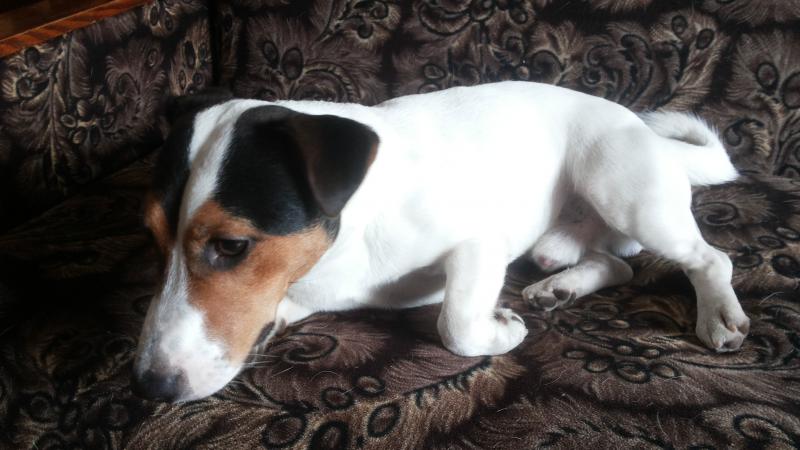 ���� ������ ������. ���������� �����