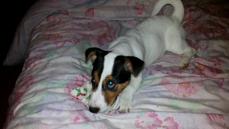 ���� ������ ������. ���������� �����