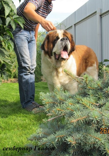 ���������. ���������� �����