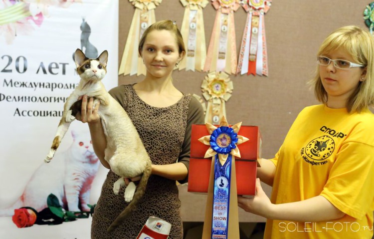 �����-����. ���������� �����