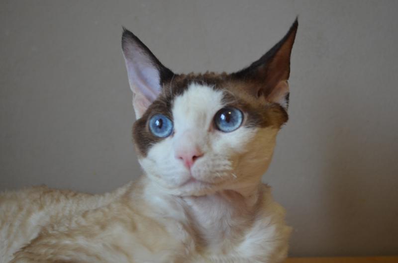 �����-����. ���������� �����