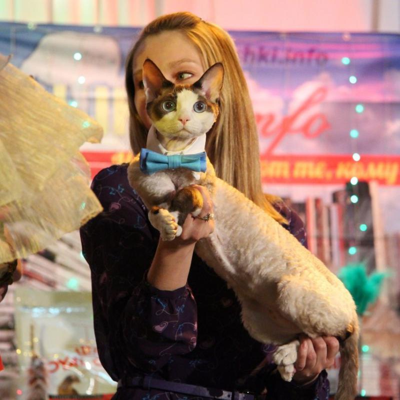 �����-����. ���������� �����