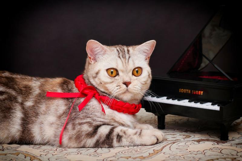 ���������� ���������������. ���������� �����