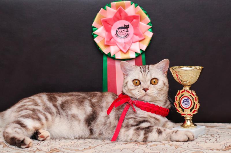 ���������� ���������������. ���������� �����