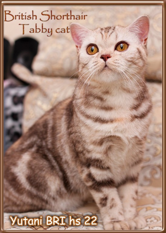 ���������� ���������������. ���������� �����