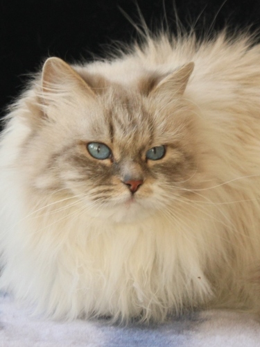 ������� �����������. ���������� �����