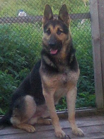 ������������������� �������. ���������� �����