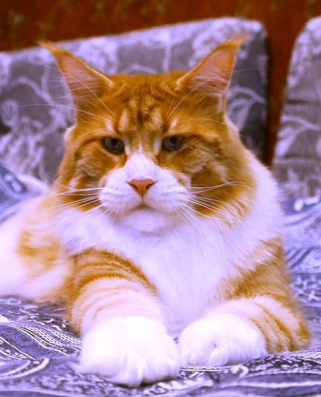 ����-���. ���������� �����