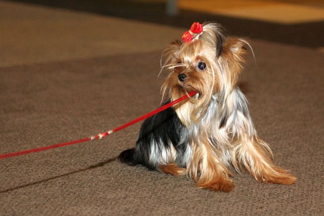 ����������� ������. ���������� �����