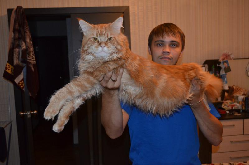 ����-���. ���������� �����