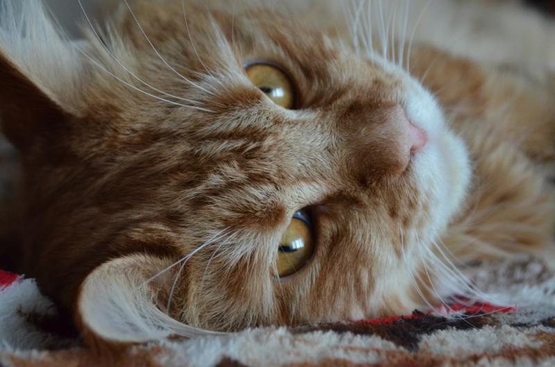 ����-���. ���������� �����