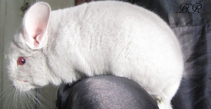 �������� ������������� (��������� ��������). ���������� ��������