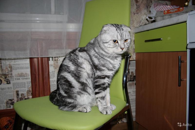 ����������� �������������� ��������� (������� - ����). ���������� �����