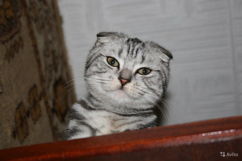 ����������� �������������� ��������� (������� - ����). ���������� �����