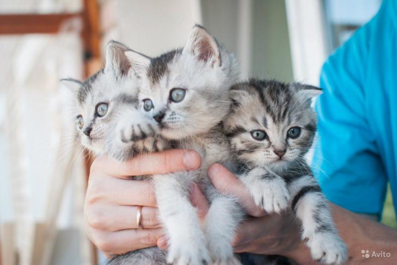 ����������� �������������� ��������� (������� - ����). ���������� �����