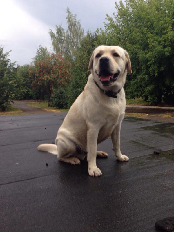 �������� ��������. ���������� �����