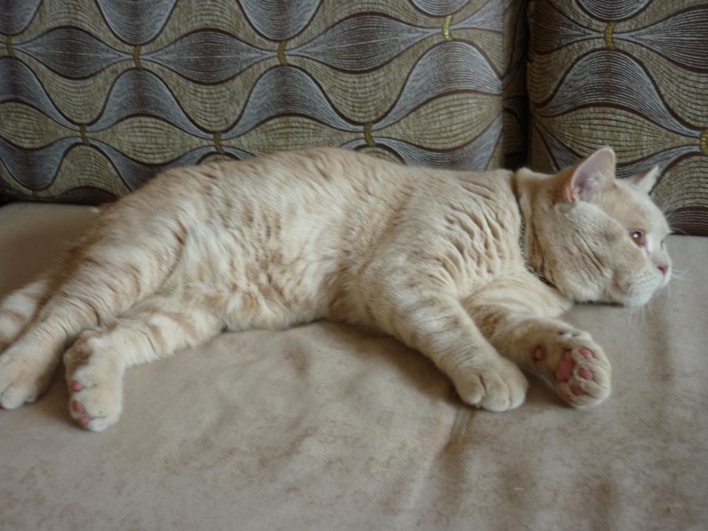 ���������� ���������������. ���������� �����