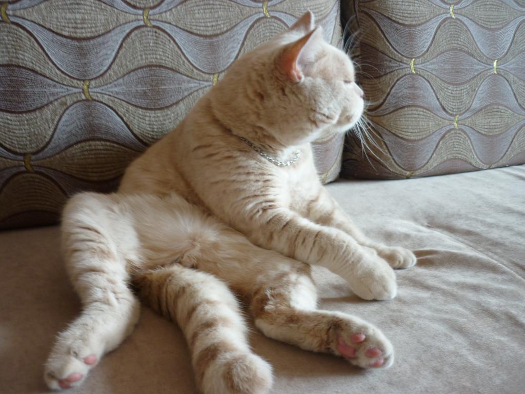 ���������� ���������������. ���������� �����