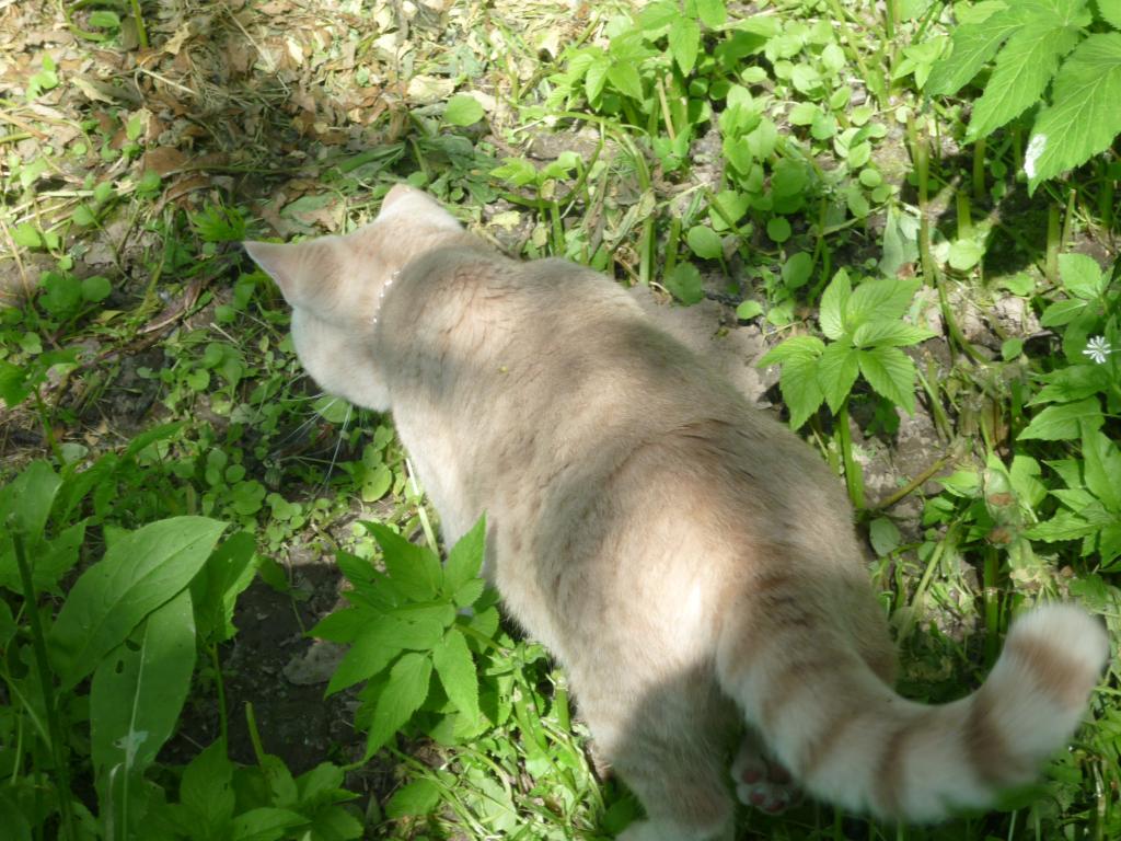 ���������� ���������������. ���������� �����