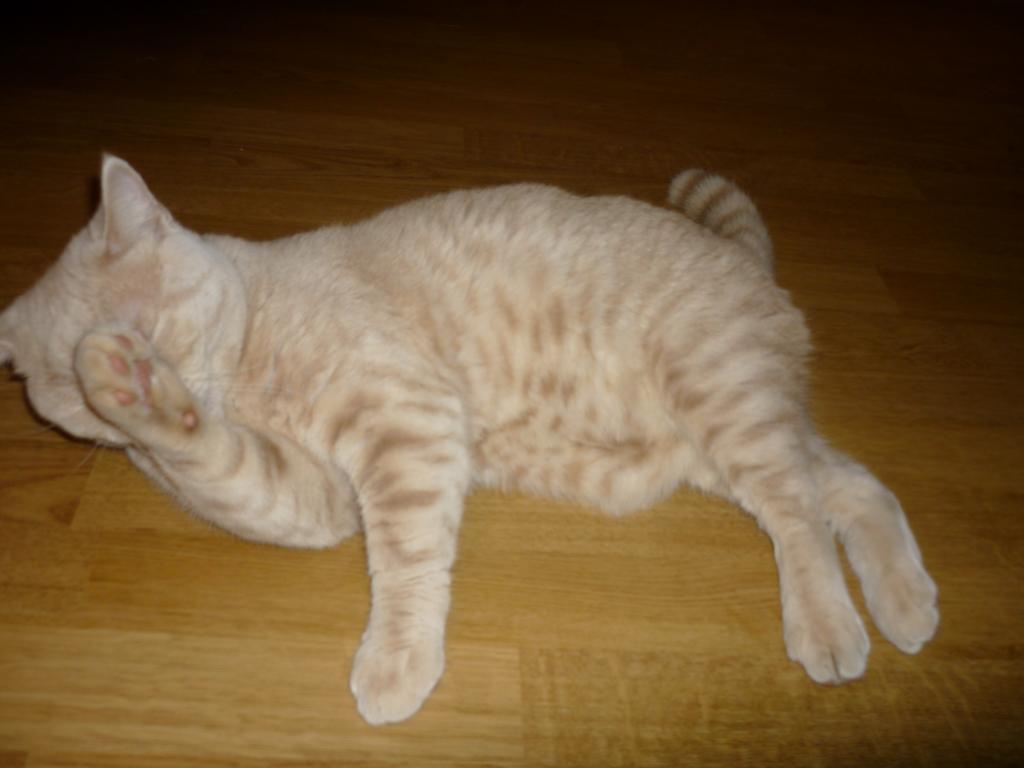 ���������� ���������������. ���������� �����