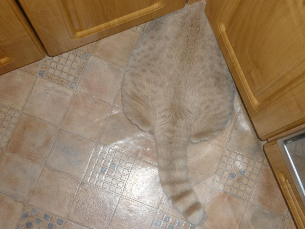 ���������� ���������������. ���������� �����