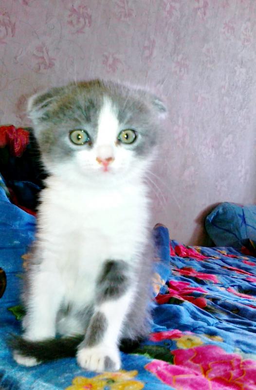 ���������� ��������������