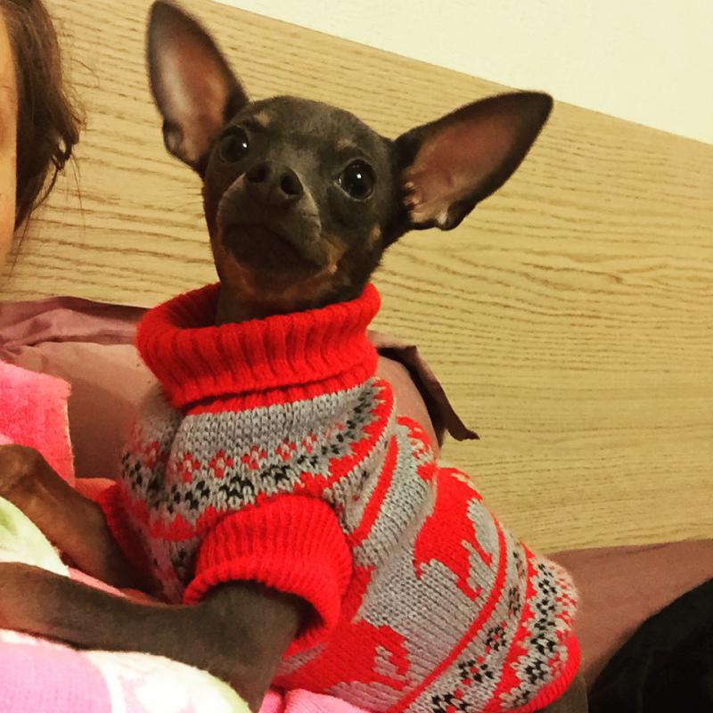 ������� ���-������. ���������� �����