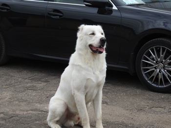 ��������������� ������� (������). ���������� �����