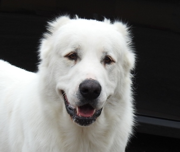 ��������������� ������� (������). ���������� �����