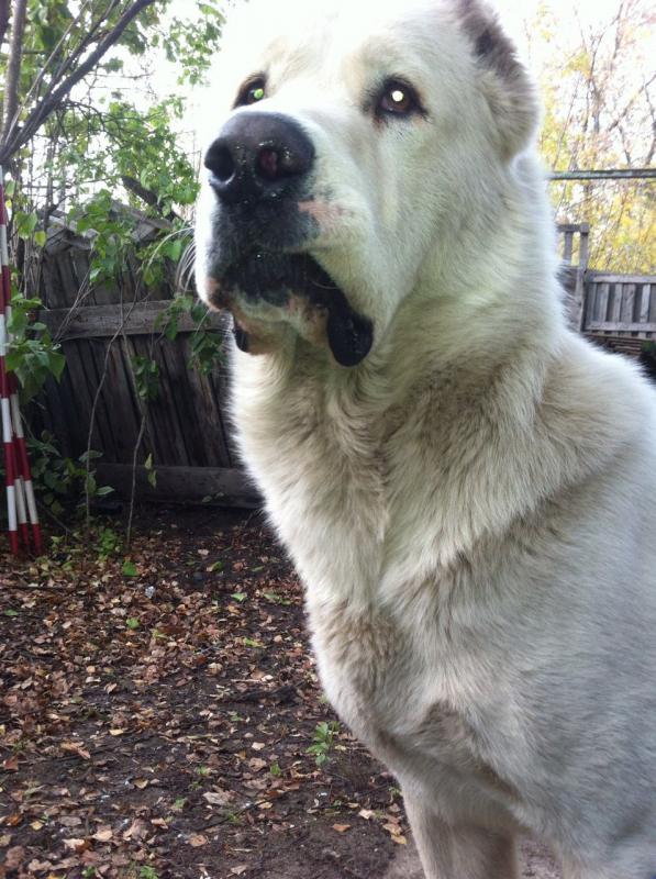 ��������������� ������� (������). ���������� �����