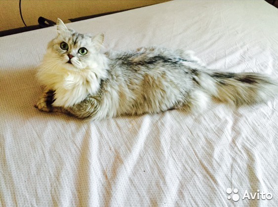 ���������� ��������������. ���������� �����