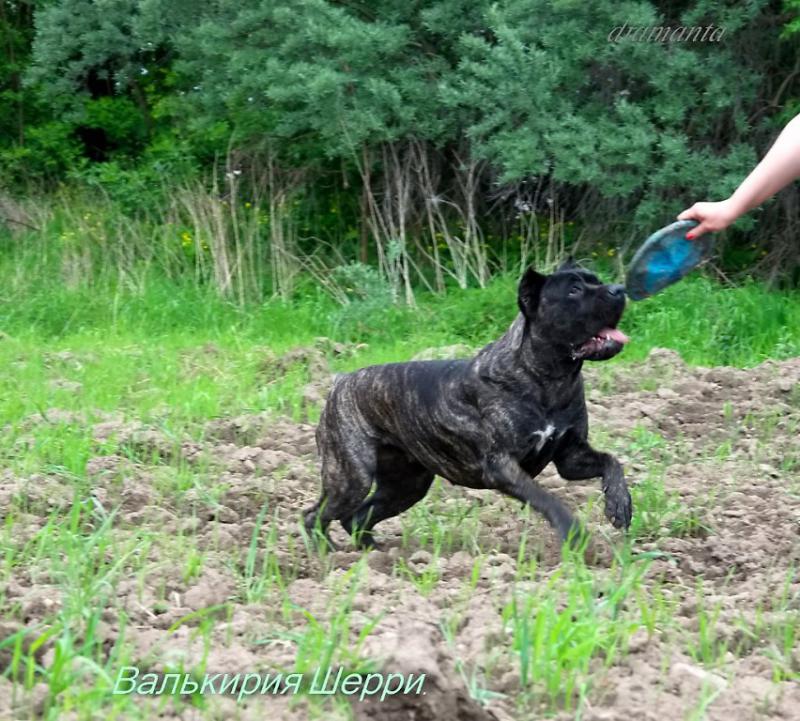 ���� �����. ���������� �����