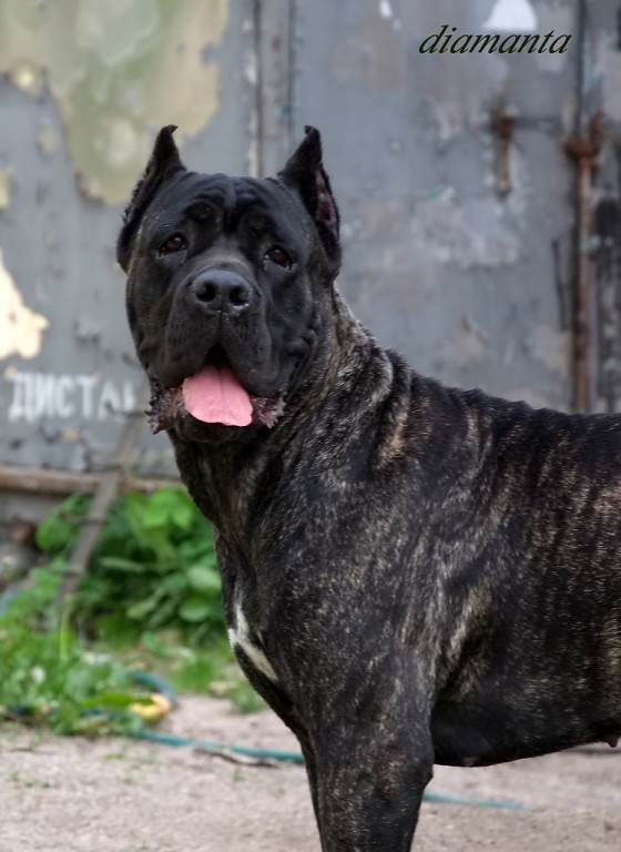 ���� �����. ���������� �����