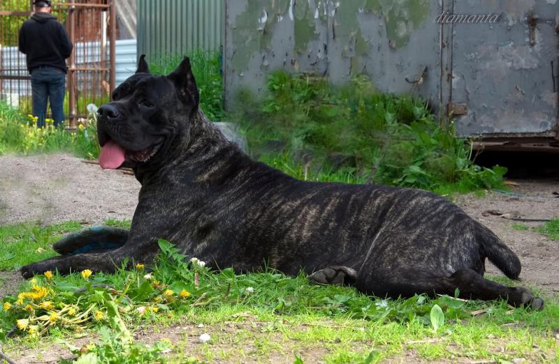 ���� �����. ���������� �����