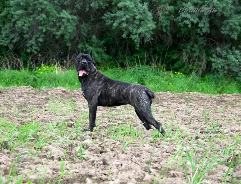 ���� �����. ���������� �����