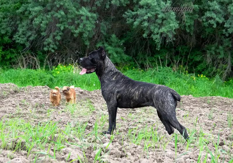 ���� �����. ���������� �����