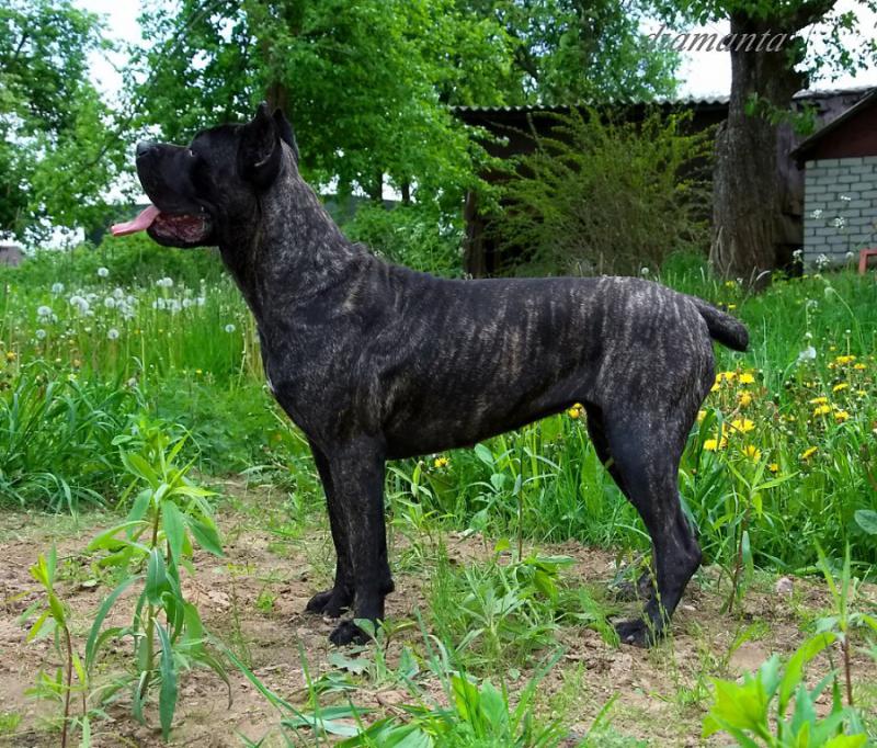 ���� �����. ���������� �����