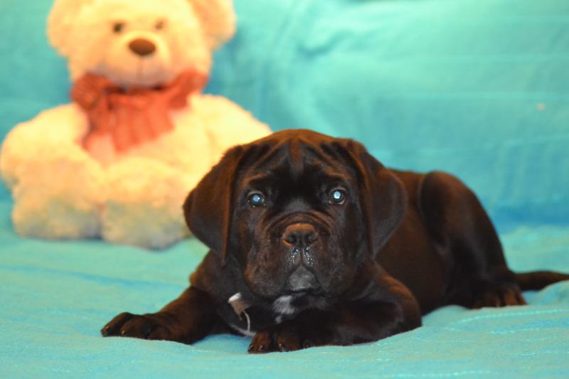 ���� �����. ���������� �����