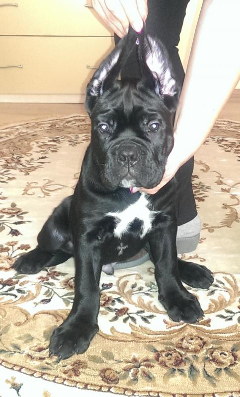 ���� �����. ���������� �����