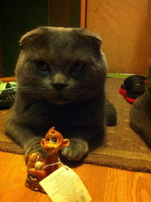 ����������� ��������������� ��������� (�������-������). ���������� �����