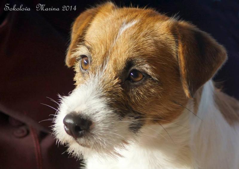 ���� ������ ������. ���������� �����