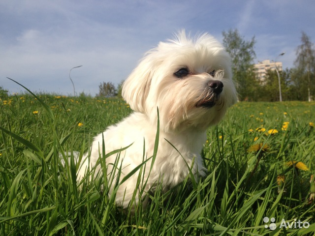 ��������. ���������� �����