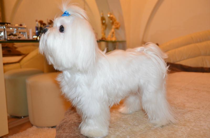 ��������. ���������� �����