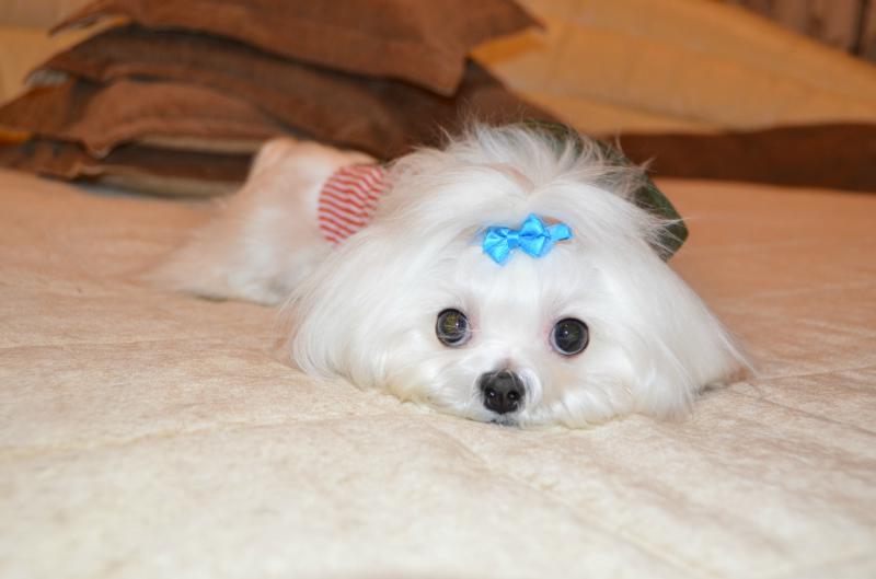 ��������. ���������� �����