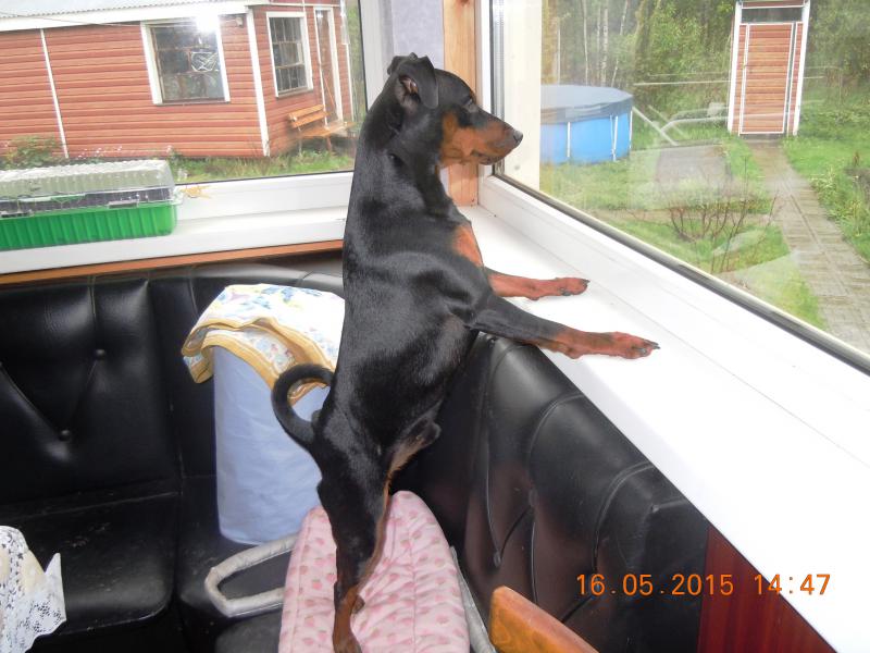 �����������. ���������� �����