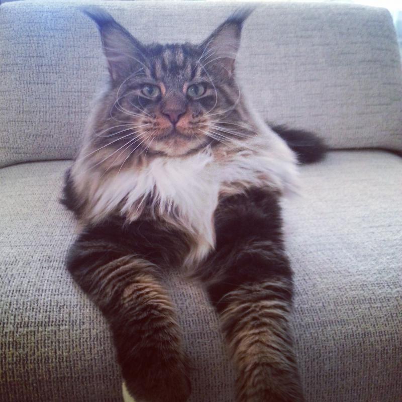 ����-���. ���������� �����