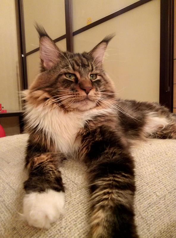 ����-���. ���������� �����