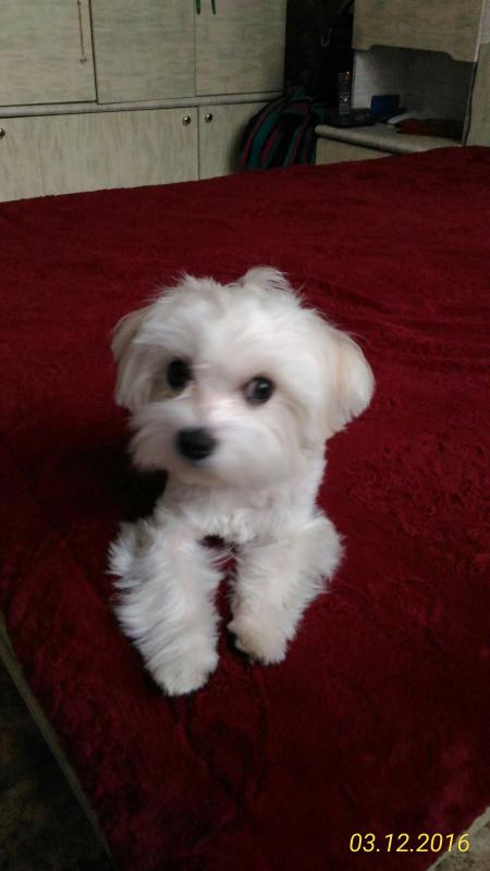 ��������. ���������� �����