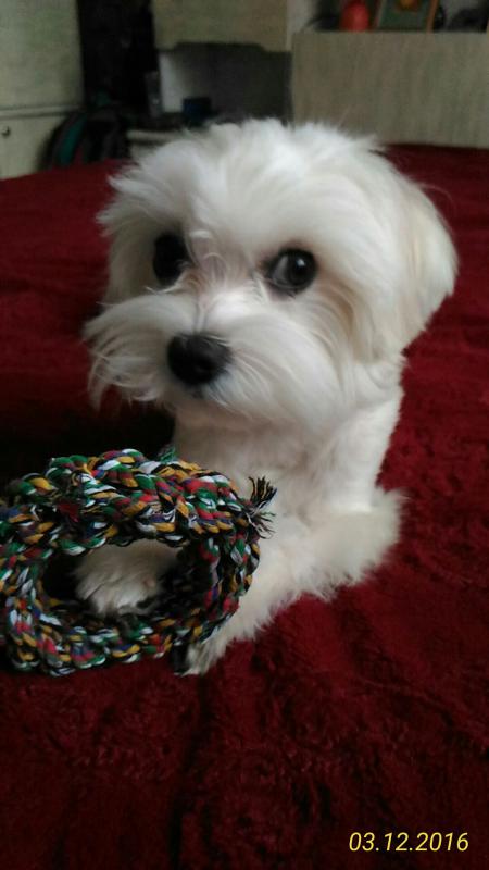 ��������. ���������� �����