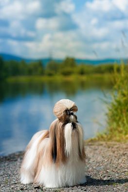 ��-���. ���������� �����